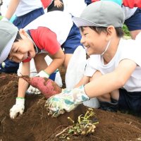 大きいの取れた！　園児７０人、収穫に汗　成田特産のサツマイモ