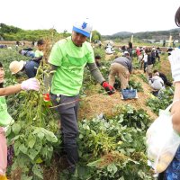 君津で栽培「小糸在来」収穫祭　旬の枝豆実った！！　家族連れ畑で夢中
