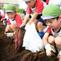 一生懸命にサツマイモを引っ張る園児＝１０日、成田市