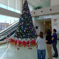 クリスマスツリー　いち早く登場　飾り豪華に「映え」意識　市原