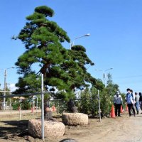 “植木のまち”に造形樹・鉢物２０４点集結　匝瑳で千葉県共進会の審査会　最高賞に石田さん