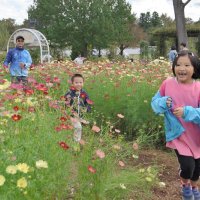 秋を探しにコスモス迷路　船橋・アンデルセン公園　１０万株が見頃