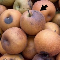 矢印のついた梨が日焼けしている（県農林総合研究センター提供）
