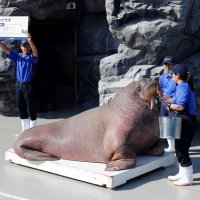 セイウチ「リク」何キロ？　鴨川シーワールド　動物たち体重測定