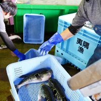 トラフグ初水揚げ２２７キロ　漁獲回復、市が産地ＰＲへ　いすみ