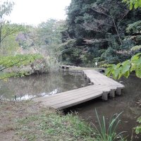 「下田の杜」内の湧水による観察池には、カワセミやオニヤンマなど多様な生物が確認されている
