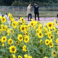 ヒマワリとともにコスモス畑（奥）も楽しめる農地