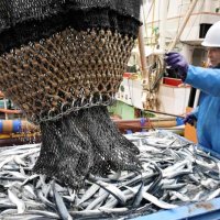銚子漁港で２０２１年に水揚げされた時のサンマ＝２０２１年１１月２１日