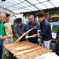 名産自然薯「良い出来」　酷暑負けず、白井で査定会