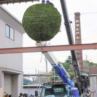 新酒できました　完成告げる巨大「酒林」５００キロ登場　いすみ・木戸泉酒造の正門