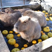 冬至のゆず湯を楽しむカピバラたち＝２２日、館山市