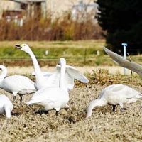 冬の使者、コハクチョウ飛来　いすみの田んぼで餌探し