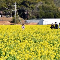 一足早く「春」感じて！　鴨川に黄色い花じゅうたん　「菜な畑ロード」オープン