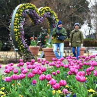 赤白黄色、真冬に咲いた！　チューリップ２０種４万株が見頃　ふなばしアンデルセン公園