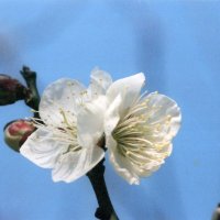ウメの品種（白加賀）＝２００８年２月２３日、千葉市（初芝清氏撮影）