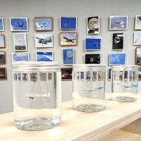 瓶の中で飛んでいるように見える飛行機模型も展示されている