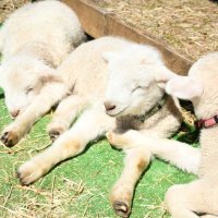 ヒツジのふたご２組誕生　成田ゆめ牧場　「幸せが２倍に感じる」