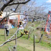 まだつぼみの状態の八鶴湖周辺の桜＝２７日、東金市