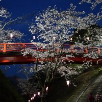 小見川千本桜、光の演出　城山公園でソメイヨシノ見頃　香取