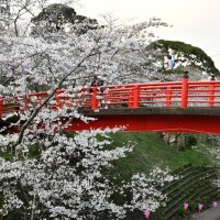 小見川城山公園の桜が見頃を迎え、楽しむ来園者＝４日、香取市
