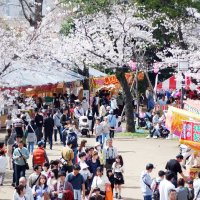 桜を見に大勢の人が集まった＝７日、千葉市中央区
