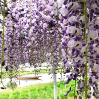 水郷地帯に初夏を運んでくる藤の花＝２５日、香取市の水郷佐原あやめパーク