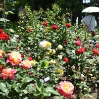 見頃を迎えた佐倉草ぶえの丘のバラ園＝１０日、佐倉市飯野