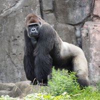 ゴリラ飼育環境改善へ　千葉市動物公園　１３日からクラウドファンディング　野生近づけ、種の保存狙う