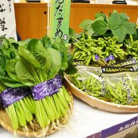 船橋産の小松菜と枝豆＝１６日、船橋市役所