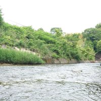 アユ試し釣り成育確認　５８匹捕獲「期待できる」　市原・養老川６月解禁