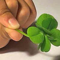 見つけた八つ葉のクローバー（菊池さん家族提供）