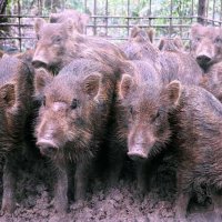 イノシシ捕獲５５０４頭　サルやシカ、過去最多に　南房総市の有害鳥獣