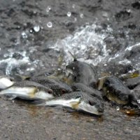 生命のしぶき、クサフグ産卵　勝浦の興津海岸