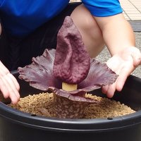 開花したゾウコンニャク