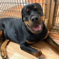 犬も見かけによらない？　心に向き合って　堀田素愛　【わんこのわ】（４６）