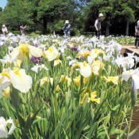 ハナショウブ優美に　千葉県内各地、初夏の彩り