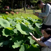 濃いピンク色の花弁を開かせたオオガハスを熱心に撮影する来園者＝８日朝、千葉市中央区の千葉公園