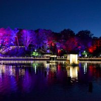 ライトアップで夜も彩り　千葉公園で「ヨハス」　オオガハス開花に合わせアートフェス