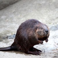 動物たち夜の生態観察を　８月新企画、午後８時まで開園　千葉市動物公園