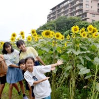 ヒマワリ今年も満開　７日までフェス、２万本栽培　船橋・金杉小