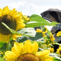 千葉県内、梅雨明け夏本番　ヒマワリ畑もにぎわい