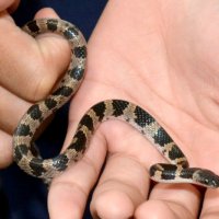 小路さんが発見したシロマダラ