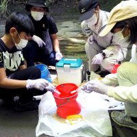 どんな魚いるかな？　環境ＤＮＡから生き物探し　小糸川調査、分析に期待　君津　清和小児童