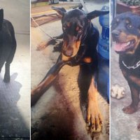 【速報】シェパードなど大型犬３頭逃走　住民に注意呼び掛け　千葉・四街道