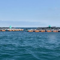 ハイブリッド魚を養殖しているいけす＝南房総市

