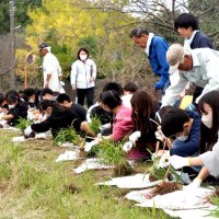 宮下川岸花いっぱいに　周南小児童らニッコウキスゲ植栽　君津