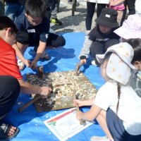 ハマグリでＳＤＧｓ知ろう　美味堪能、殻で肥料作り体験　東金青年会議所