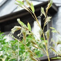 細長い稲穂のような花を付けた黒竹
