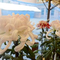 酷暑負けず鮮やかに　８日まで菊花展　山武