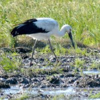 豊かな自然の象徴　コウノトリ５年ぶり飛来　いすみ【動画あり】